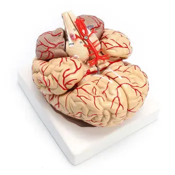 1: 1 Viața Dimensiunea Umană Anatomic Creierul Pro Disecție De Organe Model De Predare