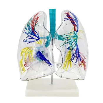 2 timesHuman Transparent Pulmonar Anatomice Model Arborele Bronșic Structura Sistemului Respirator Predare Consumabile Medicale Echipament