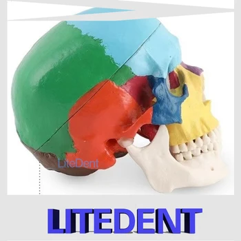 4D Demontat Culoare Craniu Anatomice Model Detașabil Medical Instrument de Predare