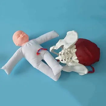 Copil uman Naștere Pelvis Demonstrație -Făt Cordonul Ombilical, Placenta Predare Anatomie Model Mini 17CM Consumabile Medicale DIY