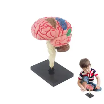 Corpul Uman Modelul Jucarii Interactive Anatomia Corpului Uman Creierul Uman Ocular Model De Predare Biologie Experimentală Echipamente Instrument