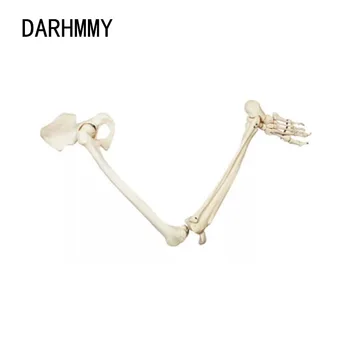 DARHMMY Adult Dimensiunea Membrelor Inferioare Model Schelet Anatomie Os de la Picior cu Hip Femurul Piciorului Medical Instrument de Predare