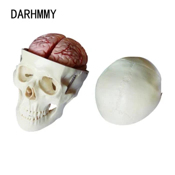 DARHMMY Craniu Model cu 8 Piese Creier