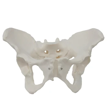 Din PVC de sex Feminin Pelviene Model de Organe Pelvine Osos Structura Anatomica de Fabricație Predare Medicale Os Model de Predare Consumabile