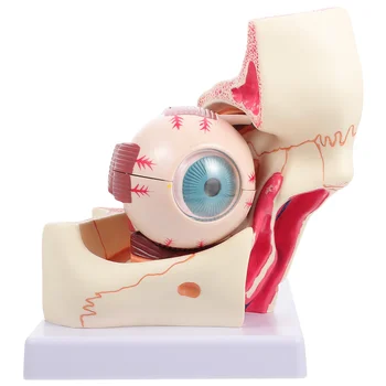 Medicale Ocular Extindere Model Anatomice Model De Ochiul Uman Model
