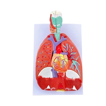 Omului Anatomice Pulmonare Model pentru Boala de Studiu, Cord Pulmonar Gât Model de Anatomie Prezinta Detalii Pulmonar Trahee Sistem N0HC