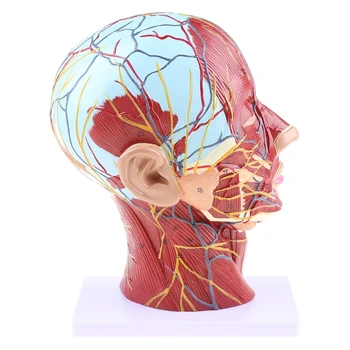 Y1UB Umane Anatomice Jumătate pentru Cap Fata de Anatomie Medicale Gât Mediană a Secțiunii St